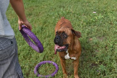 Güneşli bir günde Geman boksör köpeğinin açık hava portresi. Kahverengi kaplan ve esmer boksör