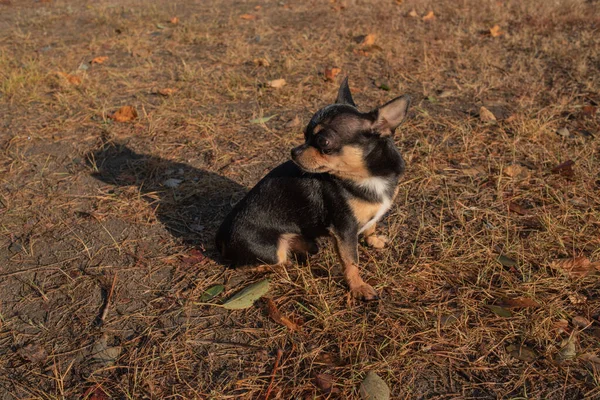 Chihuahua pies na spacer. Chihuahua pies na spacer — Zdjęcie stockowe