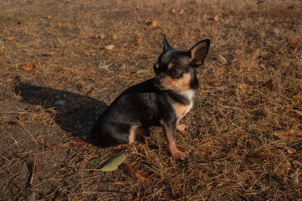 Chihuahua dog for a walk. Chihuahua dog for a walk