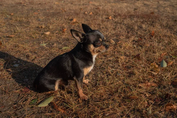 Chihuahua hond voor een wandeling. Chihuahua hond voor een wandeling — Stockfoto