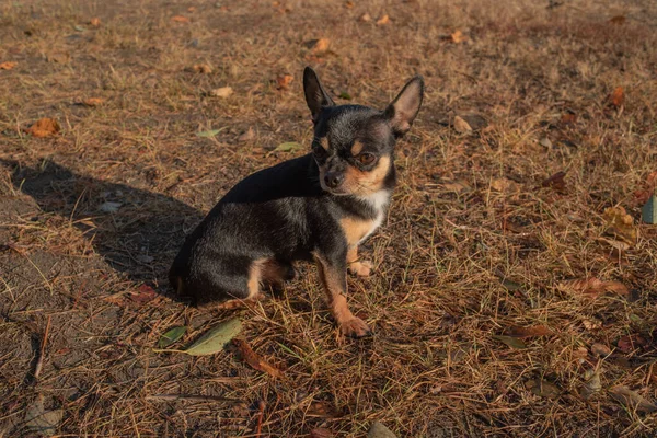 Chihuahua kutya sétálni. Chihuahua kutya sétálni. — Stock Fotó