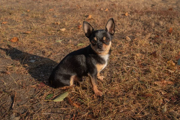 Chihuahua hond voor een wandeling. Chihuahua hond voor een wandeling — Stockfoto