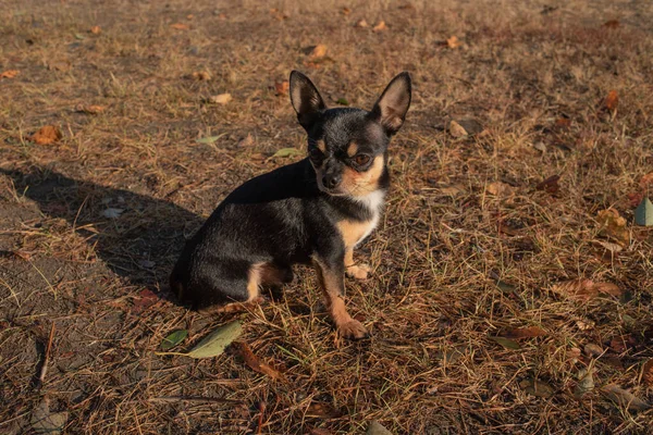 Chihuahua hund för en promenad. Chihuahua hund för en promenad — Stockfoto