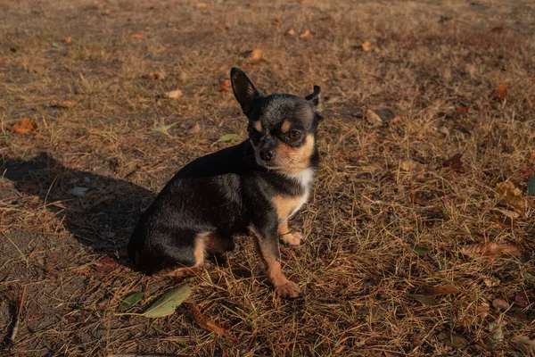 Chihuahua chien pour une promenade. Chihuahua chien pour une promenade — Photo