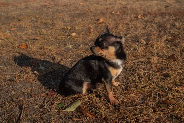Chihuahua cão para uma caminhada. Chihuahua cão para um passeio — Fotografia de Stock
