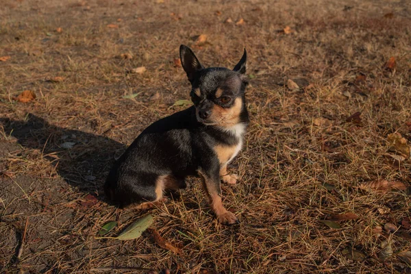 Chihuahua cão para uma caminhada. Chihuahua cão para um passeio — Fotografia de Stock