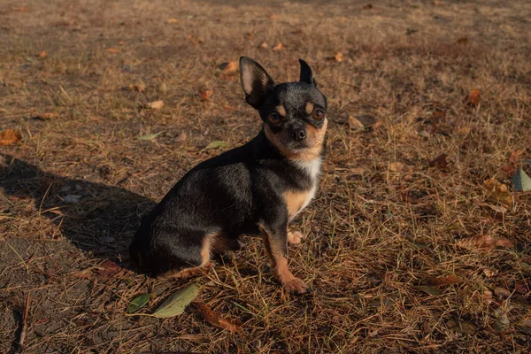 Chihuahua chien pour une promenade. Chihuahua chien pour une promenade — Photo