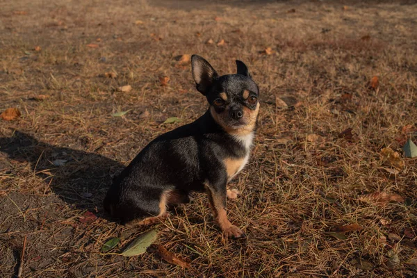 Chihuahua köpeği yürüyüşe çıktı. Chihuahua köpeği yürüyüşe çıktı. — Stok fotoğraf