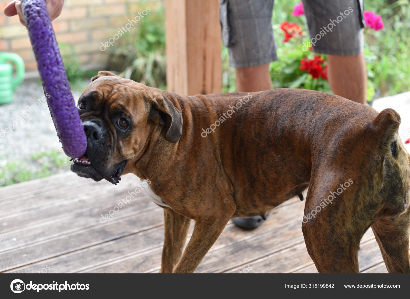 tiger brindle boxer
