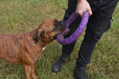 Güneşli bir günde Geman boksör köpeğinin açık hava portresi. Kahverengi kaplan ve esmer boksör
