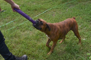 Güneşli bir günde Geman boksör köpeğinin açık hava portresi. Kahverengi kaplan ve esmer boksör