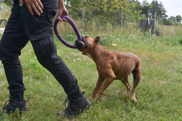 Sommer im Freien Porträt eines deutschen Boxerhundes an einem heißen, sonnigen Tag. brauner Tiger mit gestromtem Boxer — Stockfoto