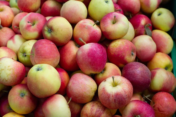 Red apples. The apples.Apples as a background for designers. Lots of apples on the market or in the supermarket. — Stock Photo, Image