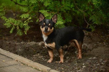 Evcil köpek sokakta yürüyor. Chihuahua köpeği yürüyüşe çıktı. Chihuahua siyah, kahverengi ve beyaz. Yürüyüşe çıkmış şirin bir köpek yavrusu. Bahçedeki ya da parktaki köpek İyi yetiştirilmiş köpek Chihuahua mini pürüzsüz saçlı