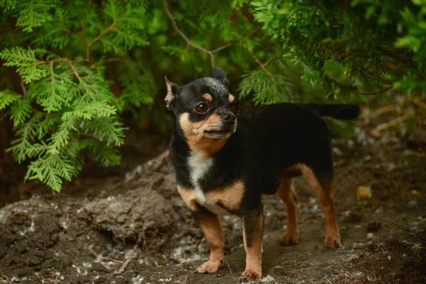 Pet dog walks on the street. Chihuahua dog for a walk. Chihuahua black, brown and white. Cute puppy on a walk. Dog in the garden or in the park Well groomed dog Chihuahua mini smooth haired