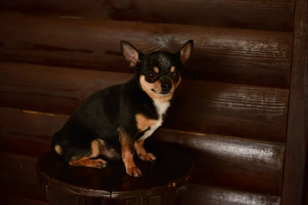 Kleine Hond Zittend Houten Stoel Chihuahua Hond Een Houten Achtergrond — Stockfoto