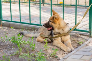 Çoban portresi. Avrupalı çoban köpeği. Yürüyüşe çıkan köpek. Köpek portresi
