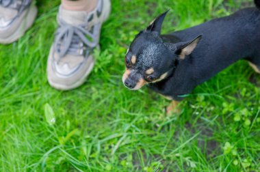 Chihuahua bankta oturuyor. Güzel kahverengi chihuahua köpeği ayakta kameraya bakıyor. Chihuahua 'nın küstah bir görünüşü var. Köpek parkta yürür. Siyah-kahverengi-beyaz, chihuahua.dog