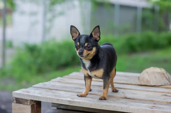 Chihuahua Siedzi Ławce Całkiem Brązowy Pies Chihuahua Stojący Twarzą Kamery — Zdjęcie stockowe