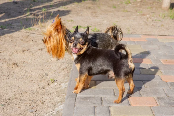 Welpen Von Yorkshire Terrier Und Chihuahua Chihuahua Und Yorkshire Terrier — Stockfoto