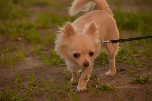 Chihuahua Portrait Chien Poils Longs Belle Chihuahua Blanc Poils Longs — Photo