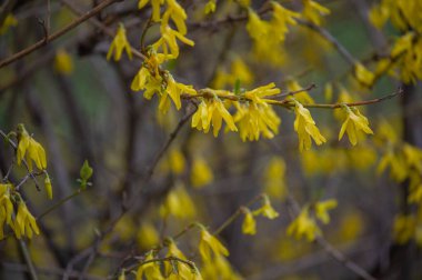 İlkbaharda süpürge açan, ilkbaharda açan sarı çiçek. Bulanık arkaplan