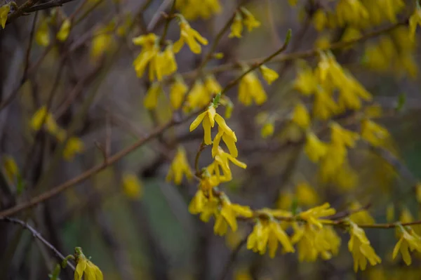 Blühende Ginster Frühling Gelbe Blume Frühling Unklarer Hintergrund — Stockfoto