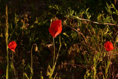 Kırmızı haşhaş. Gün batımında kırmızı haşhaş. Bahar Çiçeği. Doğa. Gün batımında çiçek çekimi