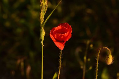 Kırmızı haşhaş. Gün batımında kırmızı haşhaş. Bahar Çiçeği. Doğa. Gün batımında çiçek çekimi
