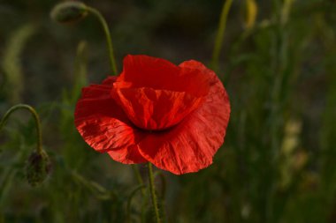 Kırmızı haşhaş. Gün batımında kırmızı haşhaş. Bahar Çiçeği. Doğa. Gün batımında çiçek çekimi