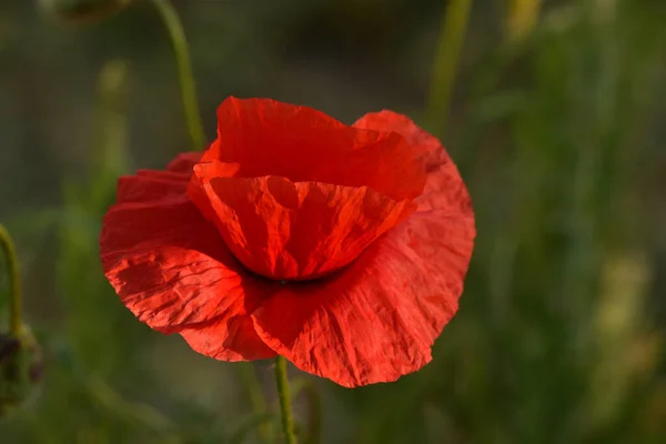 Amapola Roja Amapola Roja Atardecer Flor Primavera Naturaleza Flor Disparada — Foto de Stock