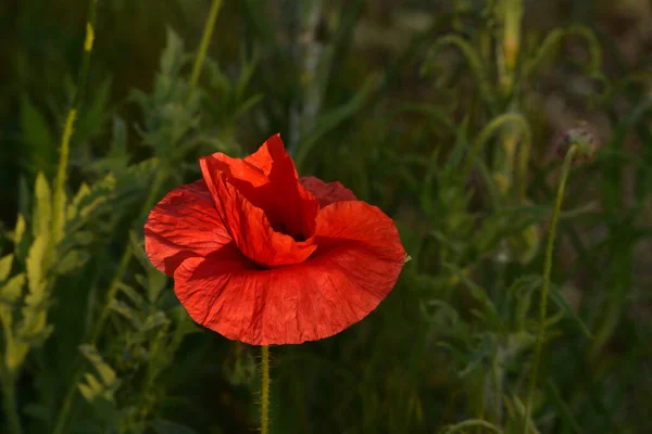 Röd Vallmo Röd Vallmo Vid Solnedgången Vårblomman Naturen Blomma Skott — Stockfoto