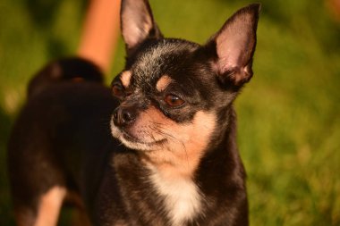 Chihuahua köpeği gün batımında çimlerde yürür. Parkta doğadaki köpek. Chihuahua ormanda yürüyor. Köpek çocukların ve ailelerin dostudur. Parkta yürüyüşe çıkmış bir köpek. Evcil hayvan konsepti. Yeşil çimenlikteki Chihuahua.