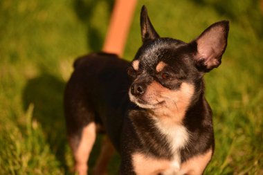 Chihuahua köpeği gün batımında çimlerde yürür. Parkta doğadaki köpek. Chihuahua ormanda yürüyor. Köpek çocukların ve ailelerin dostudur. Parkta yürüyüşe çıkmış bir köpek. Evcil hayvan konsepti. Yeşil çimenlikteki Chihuahua.