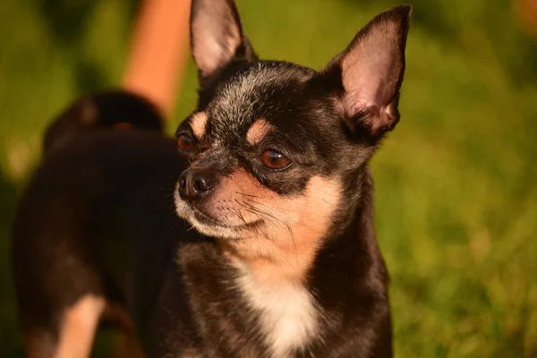 Chihuahua Hond Loopt Bij Zonsondergang Het Gras Hond Natuur Het — Stockfoto