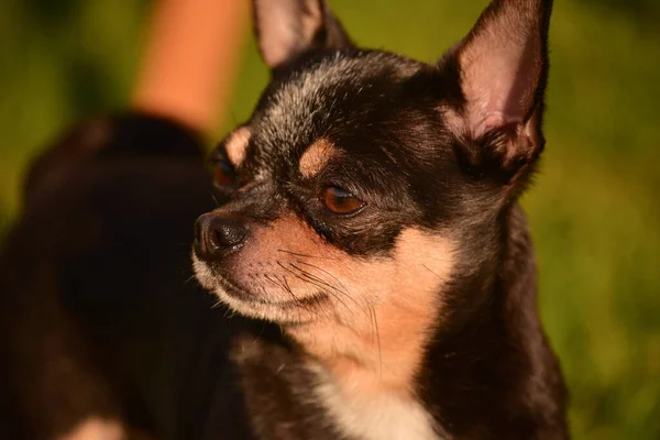 Chihuahua Perro Pasea Sobre Hierba Atardecer Perro Naturaleza Parque Chihuahua — Foto de Stock