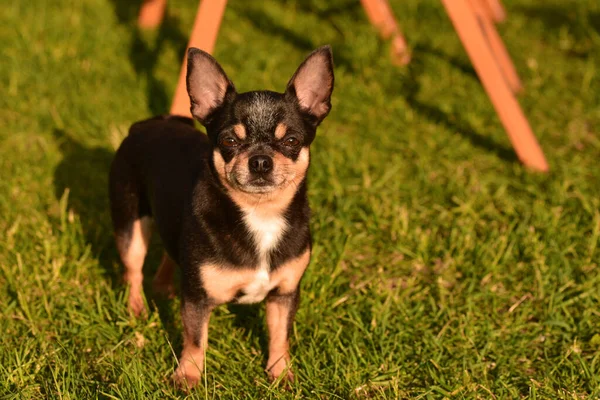 Chihuahua Hund Går Gräset Vid Solnedgången Hund Naturen Parken Chihuahua — Stockfoto