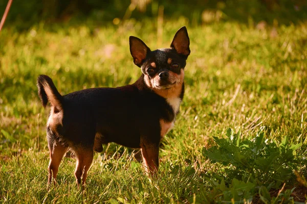 Chihuahua Cão Caminha Grama Pôr Sol Cão Natureza Parque Chihuahua — Fotografia de Stock