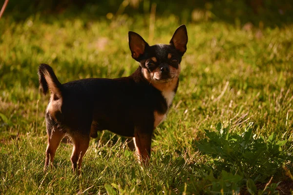 Chihuahua Perro Pasea Sobre Hierba Atardecer Perro Naturaleza Parque Chihuahua —  Fotos de Stock