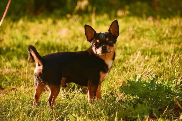 Chihuahua Kutya Sétál Fűben Naplementekor Kutya Természetben Parkban Chihuahua Erdőben — Stock Fotó