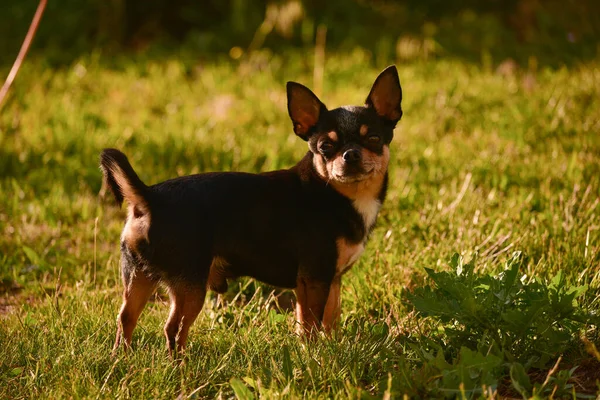 Chihuahua dog walks on the grass at sunset. dog on nature in park. Chihuahua walks in forest. dog is a friend for children and families. dog on a walk in park. Pets concept. Chihuahua in green grass.