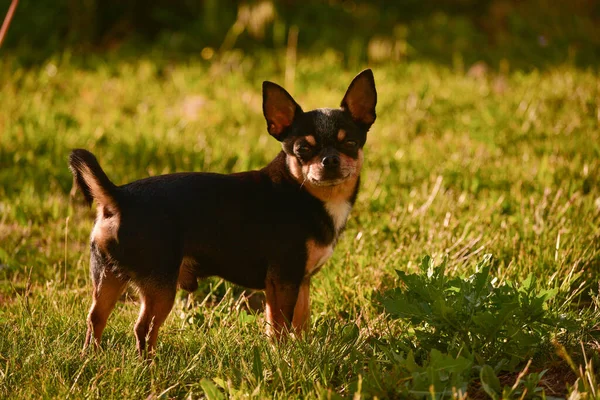 Chihuahua Perro Pasea Sobre Hierba Atardecer Perro Naturaleza Parque Chihuahua — Foto de Stock