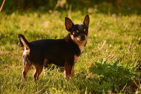 Chihuahua Hond Loopt Bij Zonsondergang Het Gras Hond Natuur Het — Stockfoto