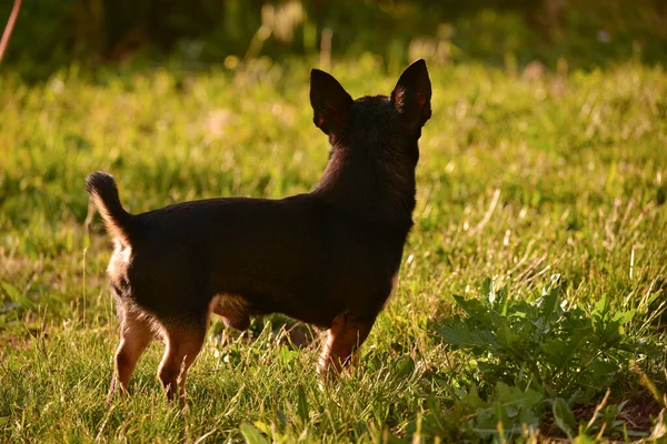 Chihuahua Kutya Sétál Fűben Naplementekor Kutya Természetben Parkban Chihuahua Erdőben — Stock Fotó