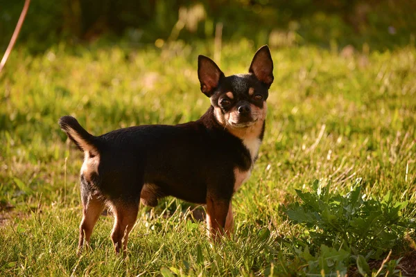 Chihuahua Kutya Sétál Fűben Naplementekor Kutya Természetben Parkban Chihuahua Erdőben — Stock Fotó