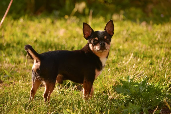 Chihuahua Kutya Sétál Fűben Naplementekor Kutya Természetben Parkban Chihuahua Erdőben — Stock Fotó