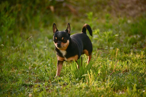 日落时分 奇瓦瓦犬在草地上散步 公园里的狗对大自然有兴趣 奇瓦瓦走在森林里 狗是孩子和家人的朋友 狗在公园里散步 宠物的概念 赤化在绿草中 — 图库照片