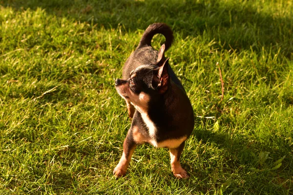 Собака Чихуахуа Гуляет Траве Закате Собака Природе Парке Чихуахуа Гуляет — стоковое фото