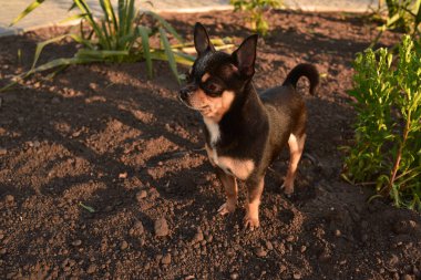 Parktaki küçük chihuahua. Chihuahua köpeği yürüyüşe çıktı. Chihuahua kahverengisi. Yazın köpek bahçede ya da parkta yürür. Küçük köpek türleri. Evcil hayvan dışarı çıkmalı. Bir köpeğin portresi.