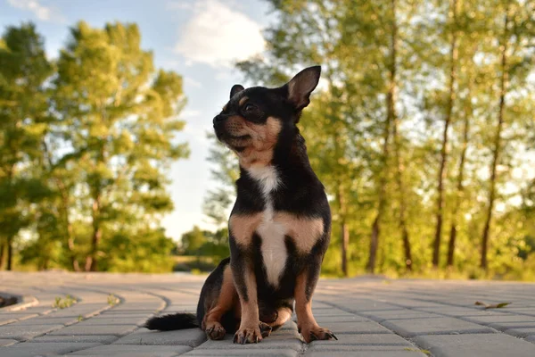 Pequeno Chihuahua Parque Chihuahua Cão Para Uma Caminhada Chihuahua Castanho — Fotografia de Stock